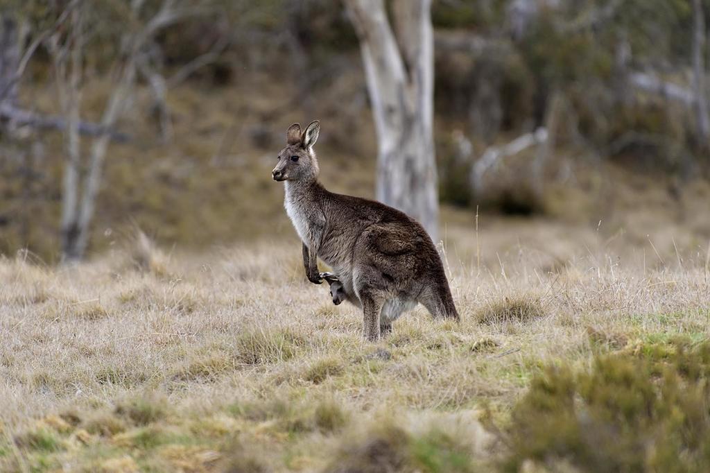 Rainbow Pines Tourist Caravan Park Adaminaby Ngoại thất bức ảnh